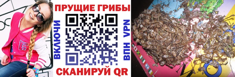 Псилоцибиновые грибы GOLDEN TEACHER  купить   Махачкала 